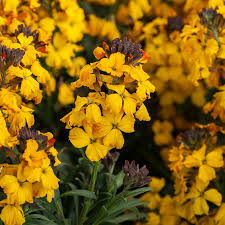 YELLOW PLUMBAGO FLOWER SEEDS