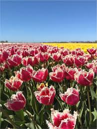 Pink Tulipa humilis Flower Seeds 