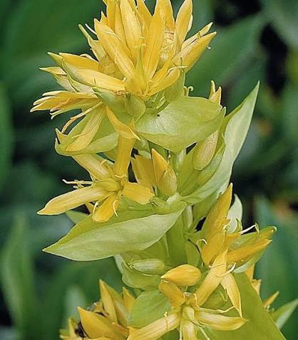 Yellow Gentian Flower Seeds 
