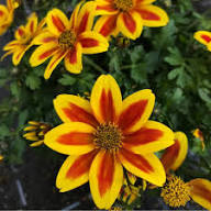 Red Yellow Bidens Flower Seeds 
