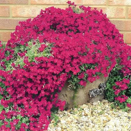 Red Creeping Thyme Flower