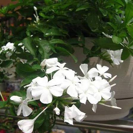 White Plumbago Flower Heirloom Non-GMO High Germination Organic Garden for Planting Seeds - Heirloom Non GMO High Germ