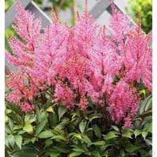 Purple Light Hosta Flower Seeds