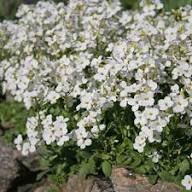 White Cress Aubrieta Flower Seeds