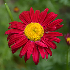 Red Chamomile Flower Seeds Heirloom Non GMO High Germination Organic Garden Seeds for Colorful Seeds for Planting - Heir