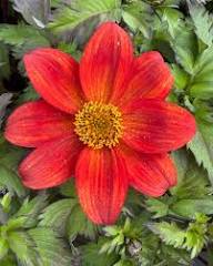 Red Biden Flower Flower Seeds - Heirloom Non GMO High Germination Organic Garden Planting Seeds