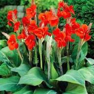 Canna Lily Flower Seeds 