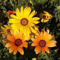 Echinacea Tangerine Flower Seeds Rare Blooming Plants Balcony Patio Gardening Colorful Seeds for Planting - Heirloom Non