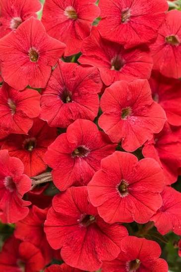 Mixed Bonsai Petunia Flower Seeds