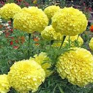 Yellow Marigold Flower Fresh Ringelblumen Planting Flower Seeds Home Garden Planting Seeds for Planting Heirloom