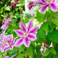 Pink White Light Clematis Flower Seeds Easy Grow Blossoms for Pots and Patio Gardens Colorful Seeds for Planting Heirloo
