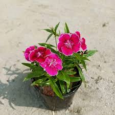 Dianthu Exotics Flower Seeds 