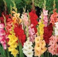 Gladiolus Flower Fresh Growing Gladiolus Flowers Flower Seeds Home Garden Planting Vibrant Seeds for Planting Heirloom