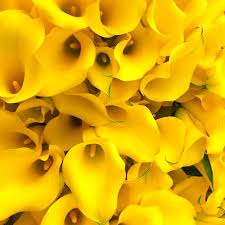 Yellow Zantedeschia Calla Lily Flower Seeds 
