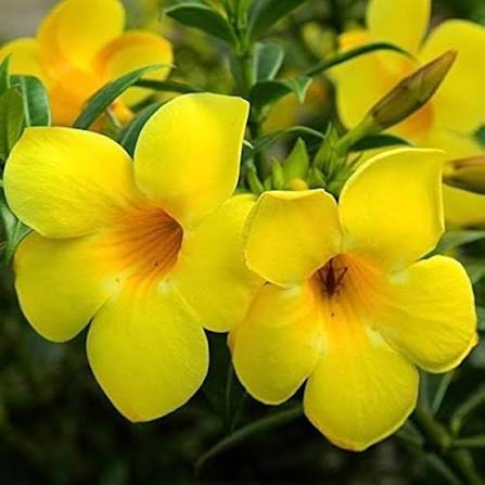 Pentalinon Luteum Flower Seeds 