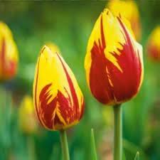 Red Yellow Tulip Flower Seeds