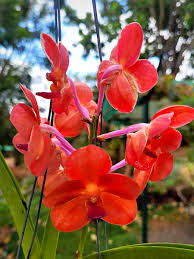 Red Blooming Orchid Flower Flower Seeds - Heirloom Non GMO High Germination Organic Garden Planting Seeds