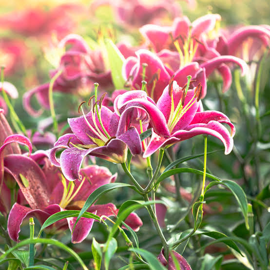 LILY Flower Seeds
