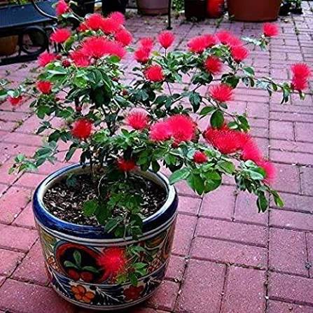 Calliandra Flower Seeds