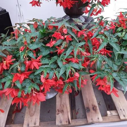 Red Begonia Boliviensis Flower Seeds 