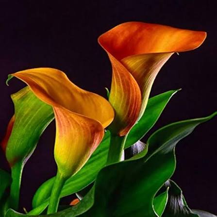 Orange Calla Lily Flower Seeds 