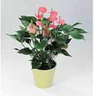 Mixed Anthurium Flower Seeds for Planting Exotic Flowering Plants Heirloom Non-GMO High Germination Organic Garden Seeds Indoor Outdoor Ornamental Plants Colorful Backyard Beauty Collection