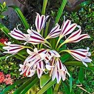 White Cardiocrinum Flower Seeds - Heirloom Non GMO High Germination Garden Seeds for Planting