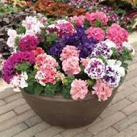 Double Petunia Flower Seeds Mixed - Heirloom Non GMO High Germination Garden Seeds for Planting
