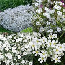 Gypsophila Flower Seeds