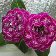Pink Blooming Gloxinia Flower Seed