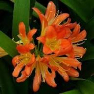 Orange Orange Clivia Flower Fresh Planting Clivia Flowers Flower Seeds Home Garden Seeds for Planting Heirloom Non-GMO