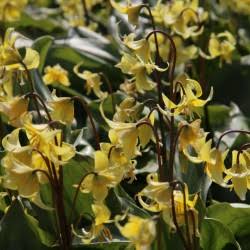 Yellow Erythronium Pagoda Flower
