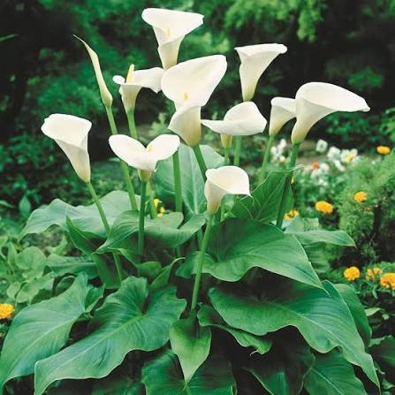 White Bonsai Calla Lily Flower Seeds