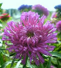 Pink Aster Flower Seeds Premium Floral Seeds for Planting Heirloom Non-GMO High Germination Organic Garden Seeds Colorfu