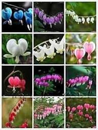 Bleeding Heart Flowers Flower Seeds - Heirloom Non GMO High Germination Organic Garden Planting Seeds