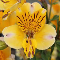 Yellow Alstroemeria Rare Blooming Plants for Balcony and Patio Gardening for Colorful for Planting Heirloom Non-GMO H