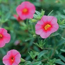 Pink Calibrachoa Flower Seeds 