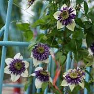 White Clematis Flower Seeds Purple Exotic Flowering Plants Colorful Backyard Beauty Seeds for Planting Heirloom Non-GMO