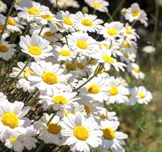 White Pyrethrum Daisy Flower Seeds 