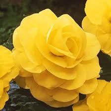 Yellow Begonia Flowers Seeds 