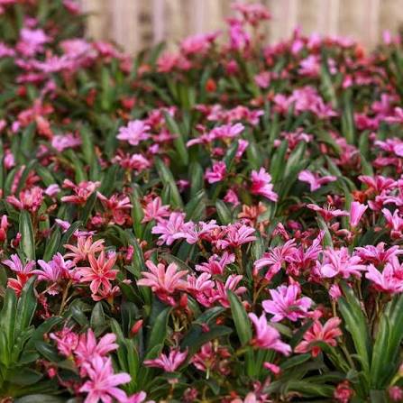Pink Lewisia Flower Seeds 