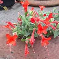 Epilobium Canum Trumpet Seeds