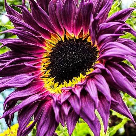 Purple Sunflower Seeds 