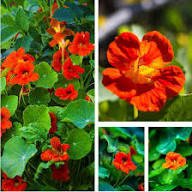 Orange Light Tropaeolum Flower Seeds