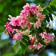 Pink Apple Blossom Flower Flower Seeds - Heirloom Non GMO High Germination Organic Garden Planting Seeds