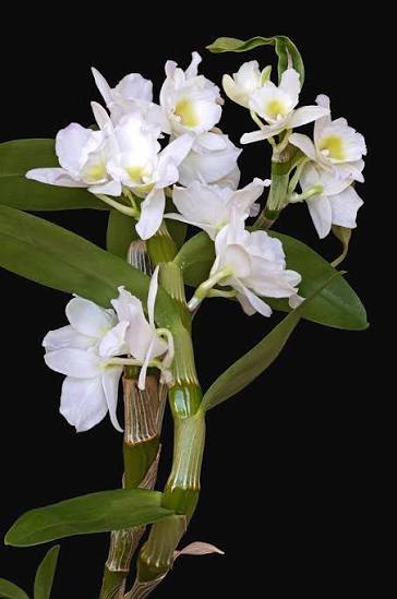 White Dendrobium Flower Seeds