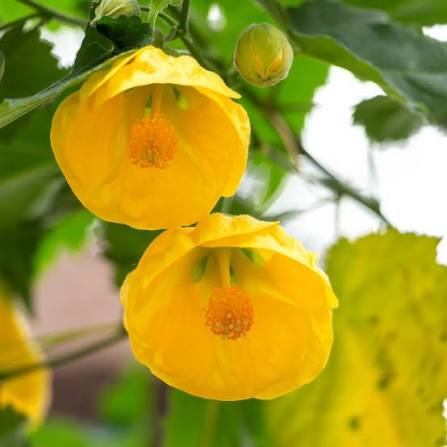 Yellow Abutilon Flower Seeds