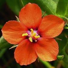 Pimpernel Flower 