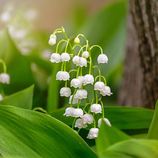 LILY OF THE VALLEY Flower Seeds