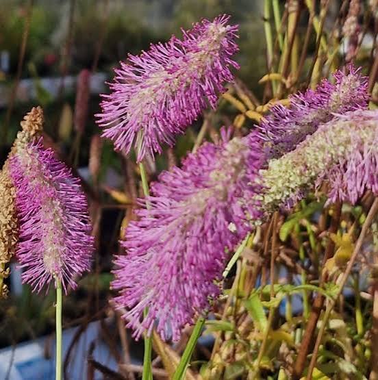 Pink Organic Sanguisorba Flower Seeds Heirloom Non GMO High Germination Organic Garden Seeds Seeds for Planting - Heirlo